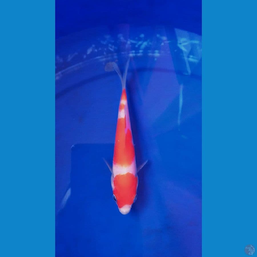 Kohaku good patern