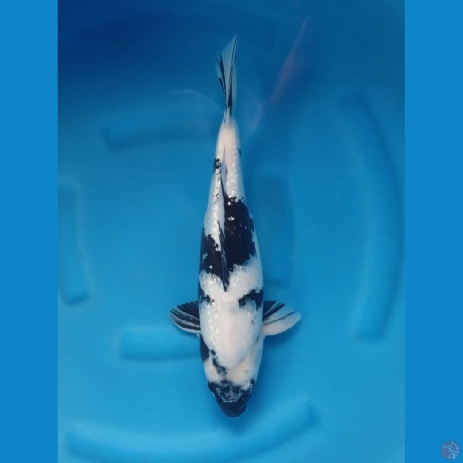 SHIRO GINRIN BULKY PUTIH SALJU 45CM