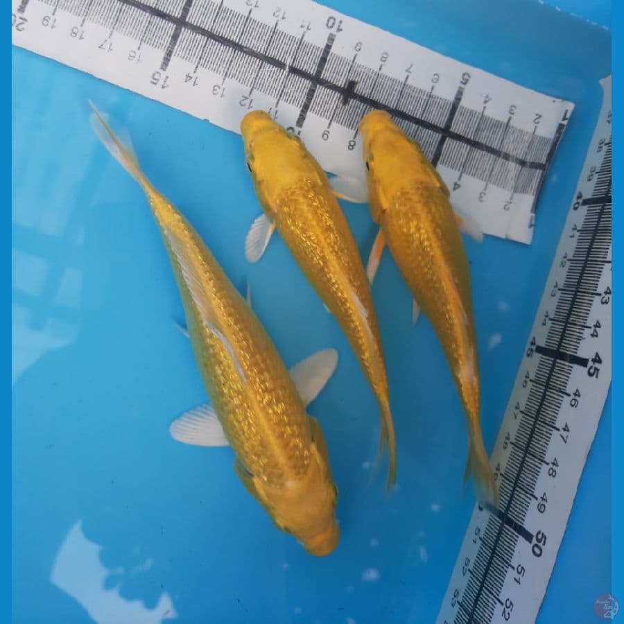 Yamabuki ginrin HQ 12-15cm
