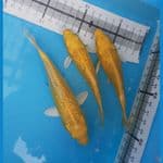 Yamabuki ginrin HQ 12-15cm