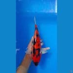 Hi showa ginrin 32 cm