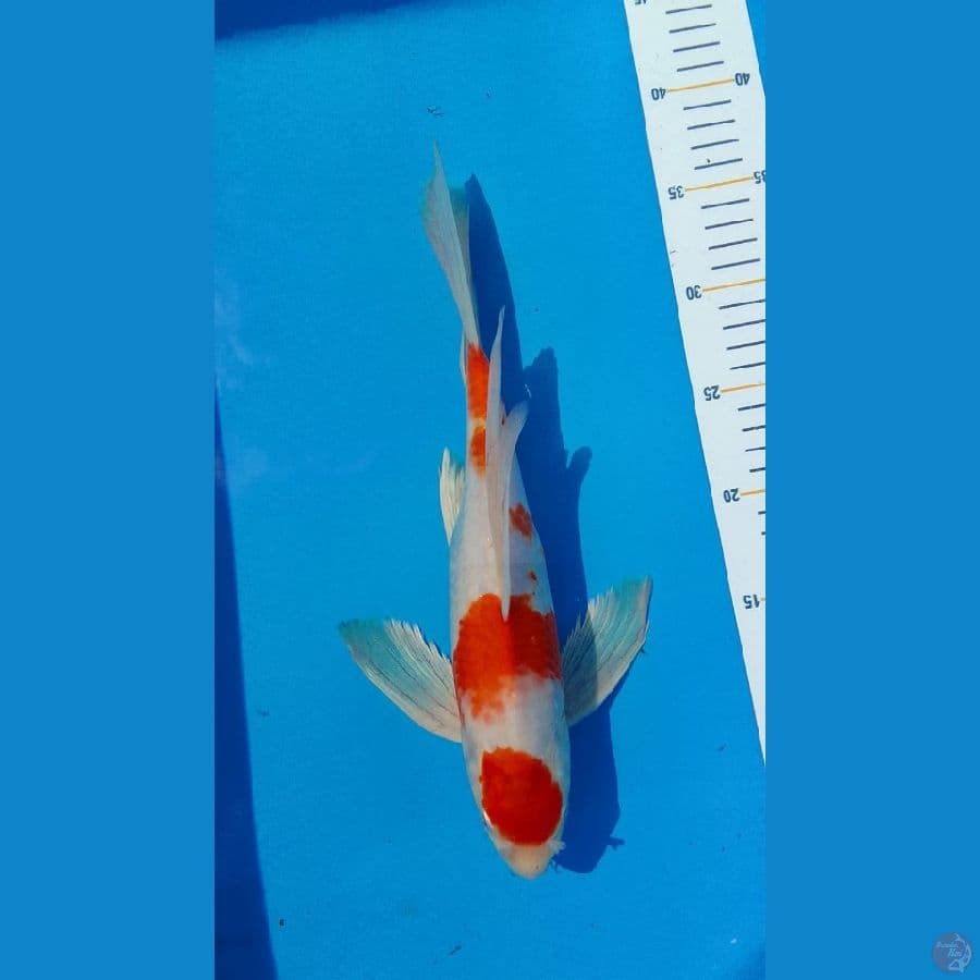 Kohaku kumpay 32 cm