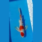 Kohaku kumpay 32 cm