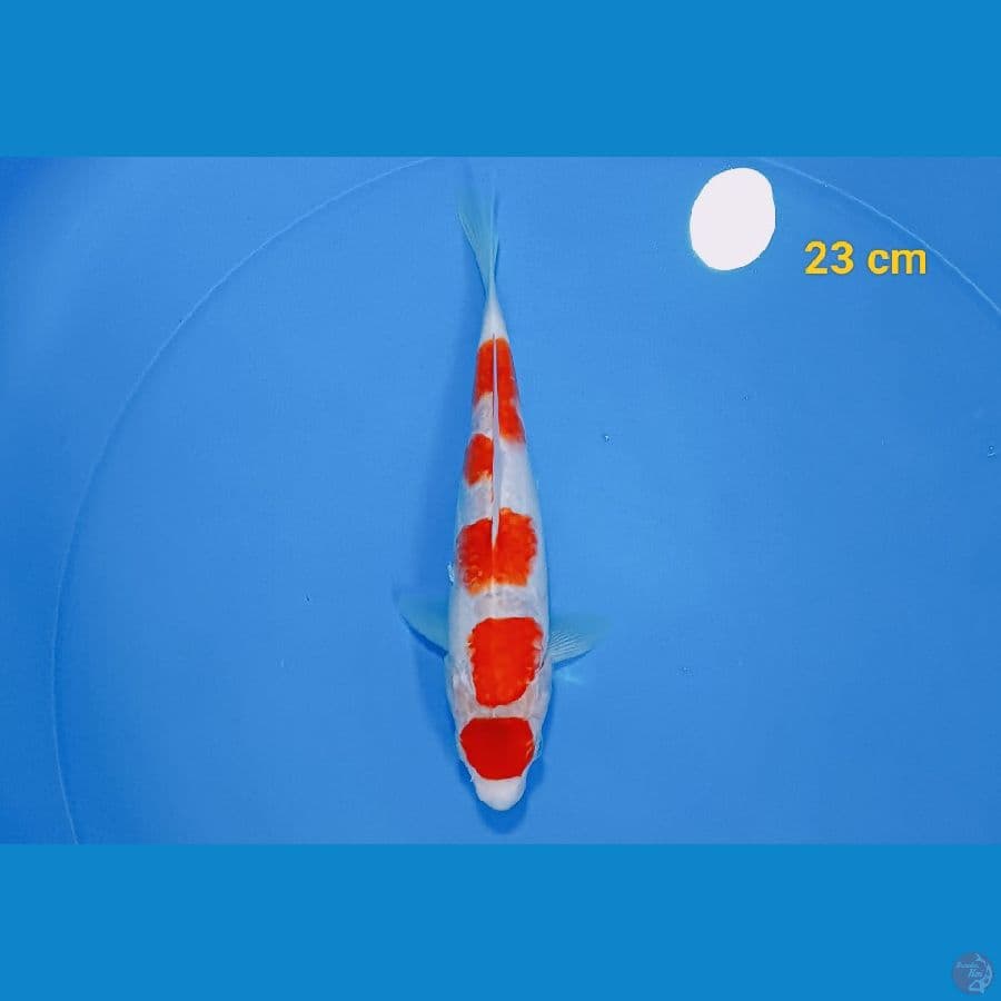 maruten Ai Goromo 23 cm 