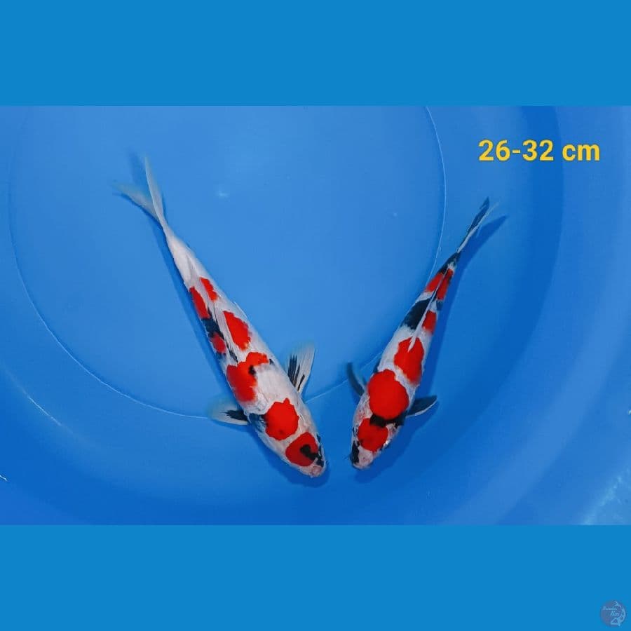 Paket 2 ekor 26-32 cm
