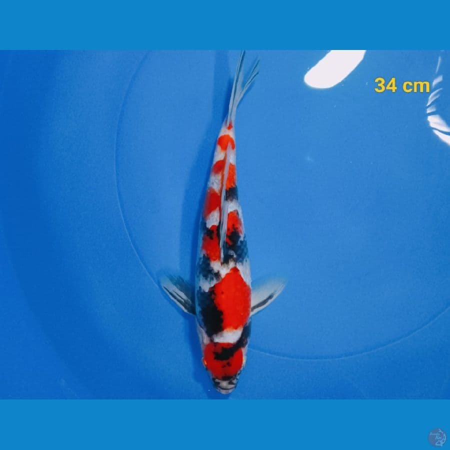maruten showa male 34 cm 