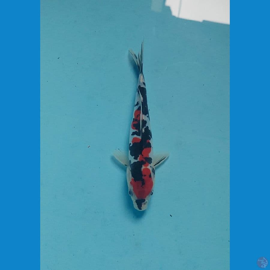 showa doitsu 20 cm