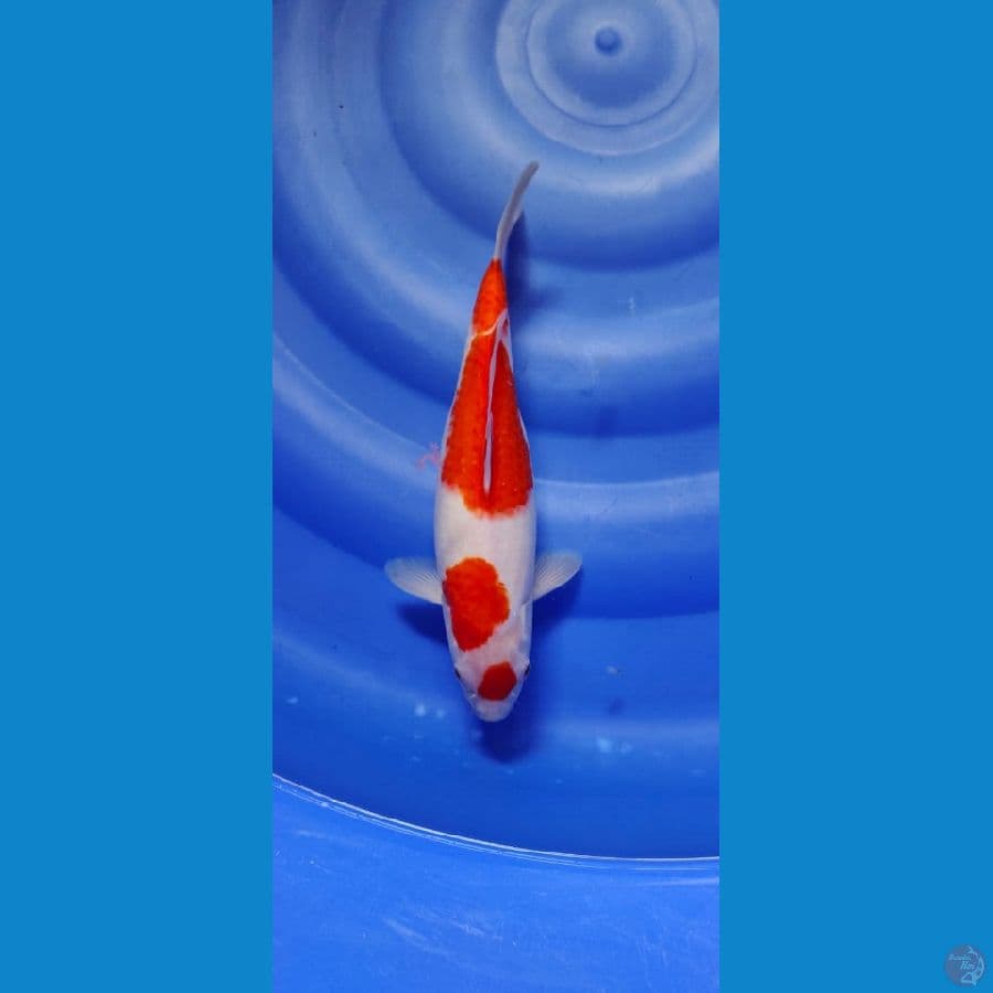 kohaku 28cm 