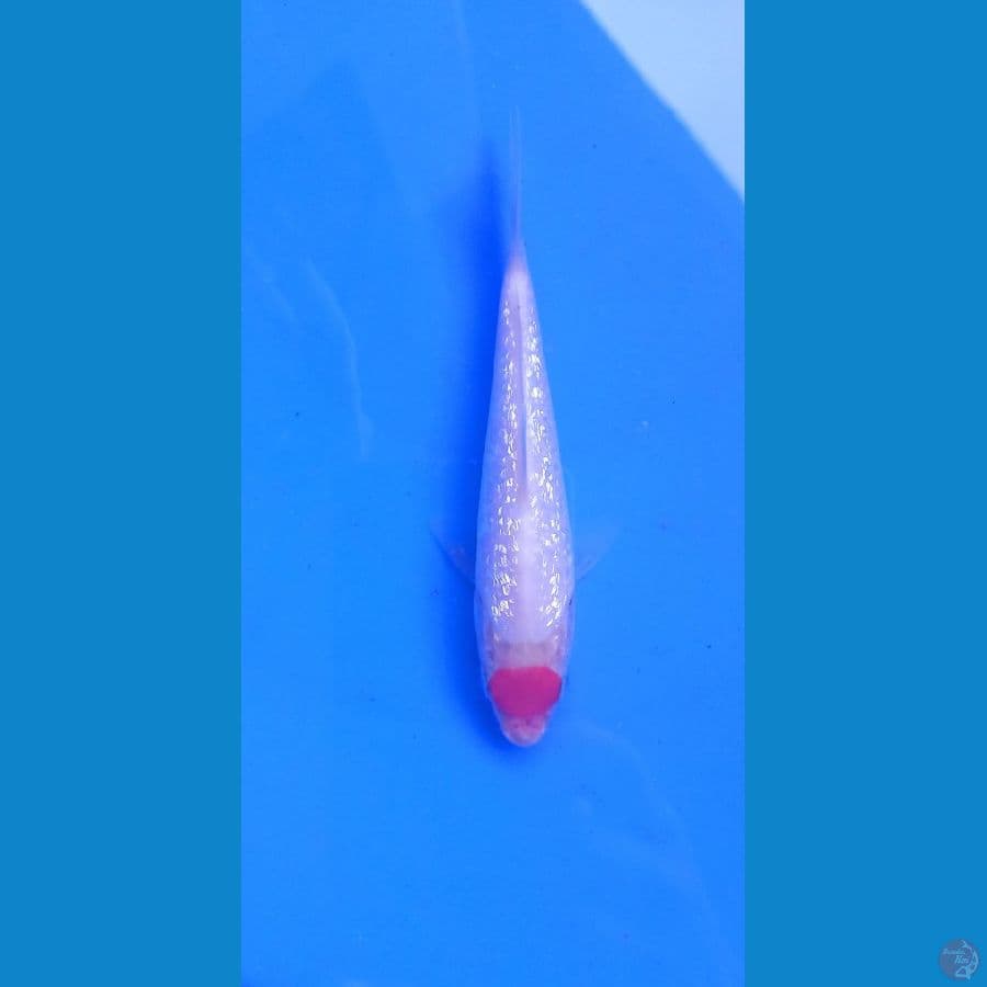 minion tanco kohaku sq 12cm