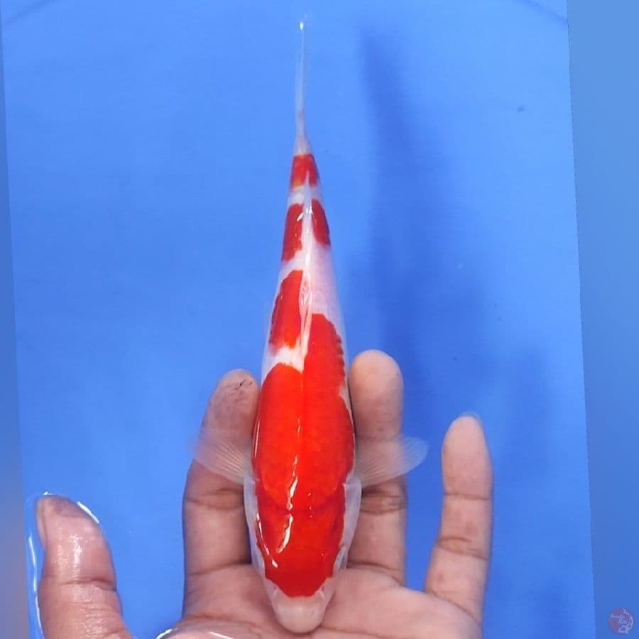 KOHAKU 20CM