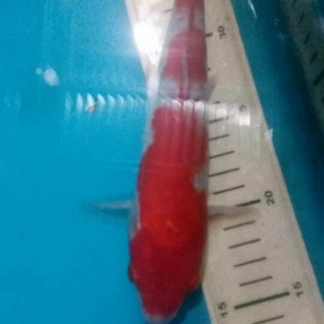 Kohaku.size.25cm