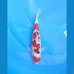 sanke tsubosumi SQ size 33 male body jos