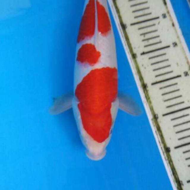 F1.kohaku.size.50bu