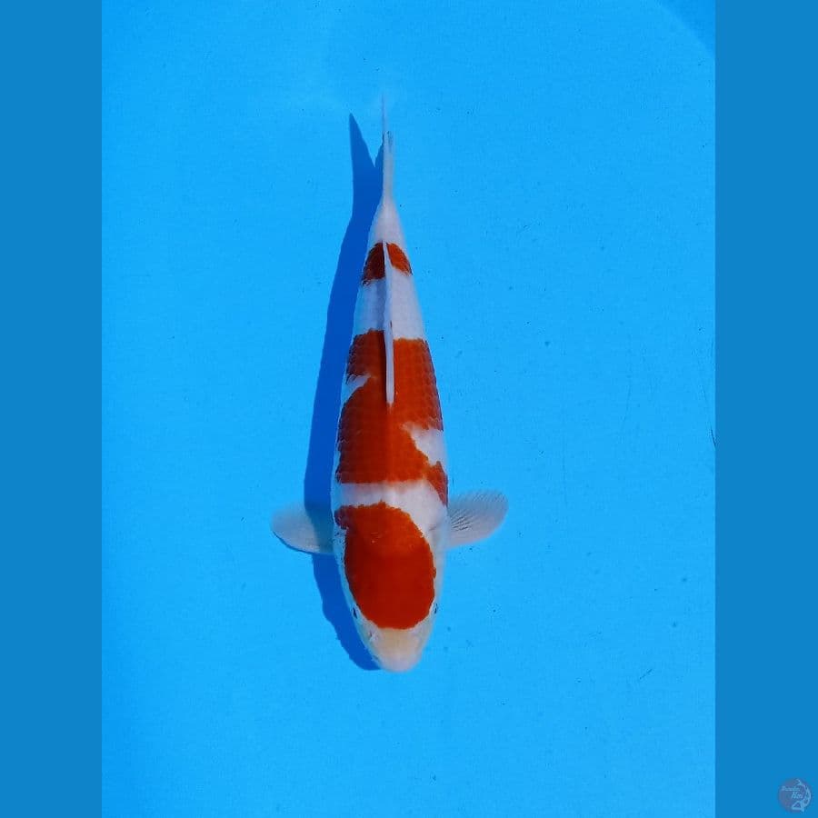 KOHAKU,~