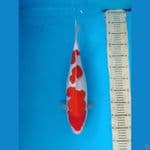 Ginrin Kohaku 45 cm