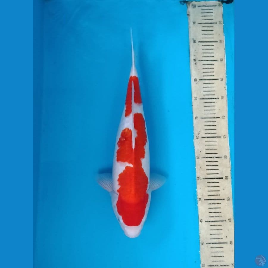 Kohaku 49 cm