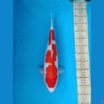 Kohaku 49 cm