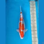 Kujaku 50 cm