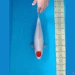 Tanco Kohaku 43 cm