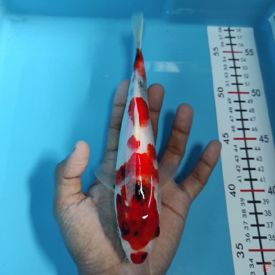 Showa Koromo - Original Patern 25CM