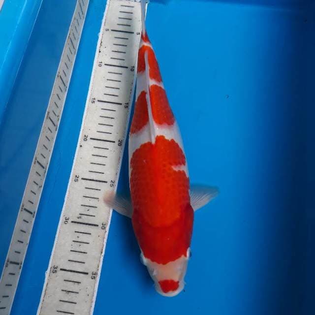 Cibeni Kohaku Oryginal patrn