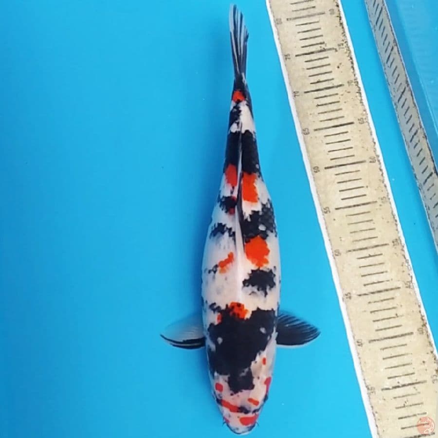 Showa ~45 female