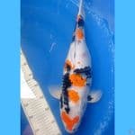 Showa V jumbo buat indukan  56 cm
