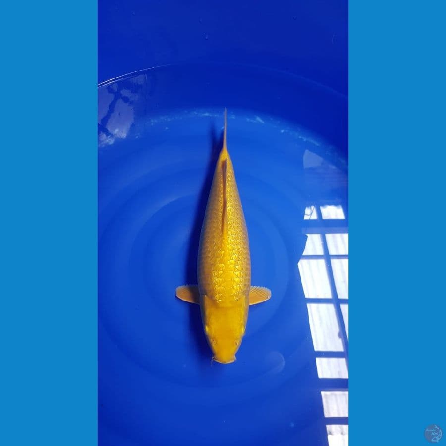 Karasi fuulll ginrin 42cm SQ ready show 