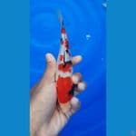 Showa tategoi sz 15cm