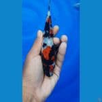 Showa sz 18 cm