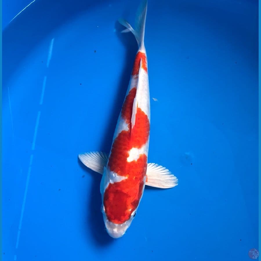 inazuma 29cm