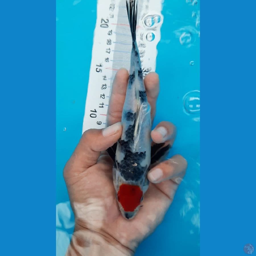 Tancho Showa sz 19 cm