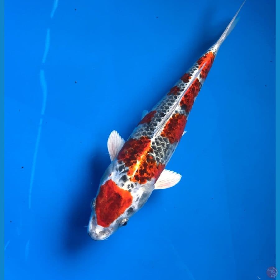 maruten kujaku 29cm
