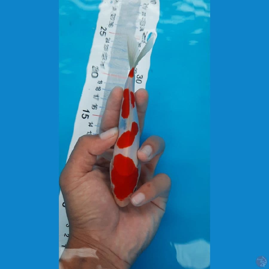 kohaku Doitsu sz 16 cm