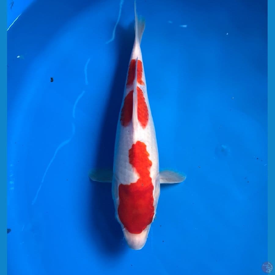 kohaku 28cm
