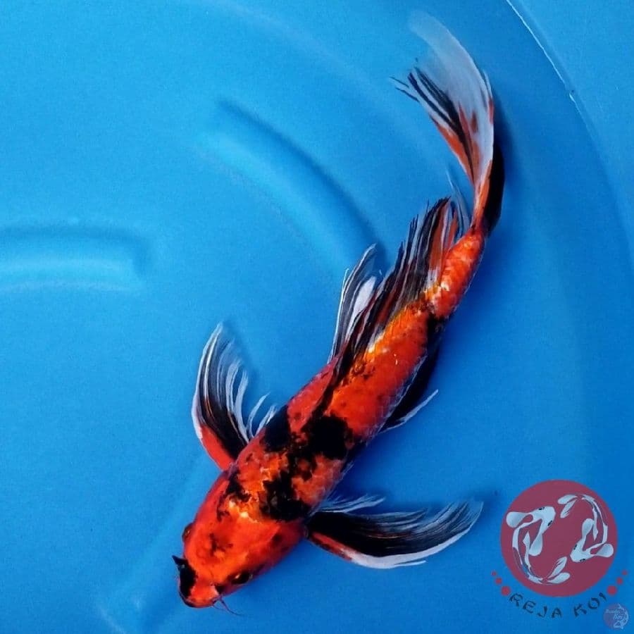 KIN SHOWA 41 CM