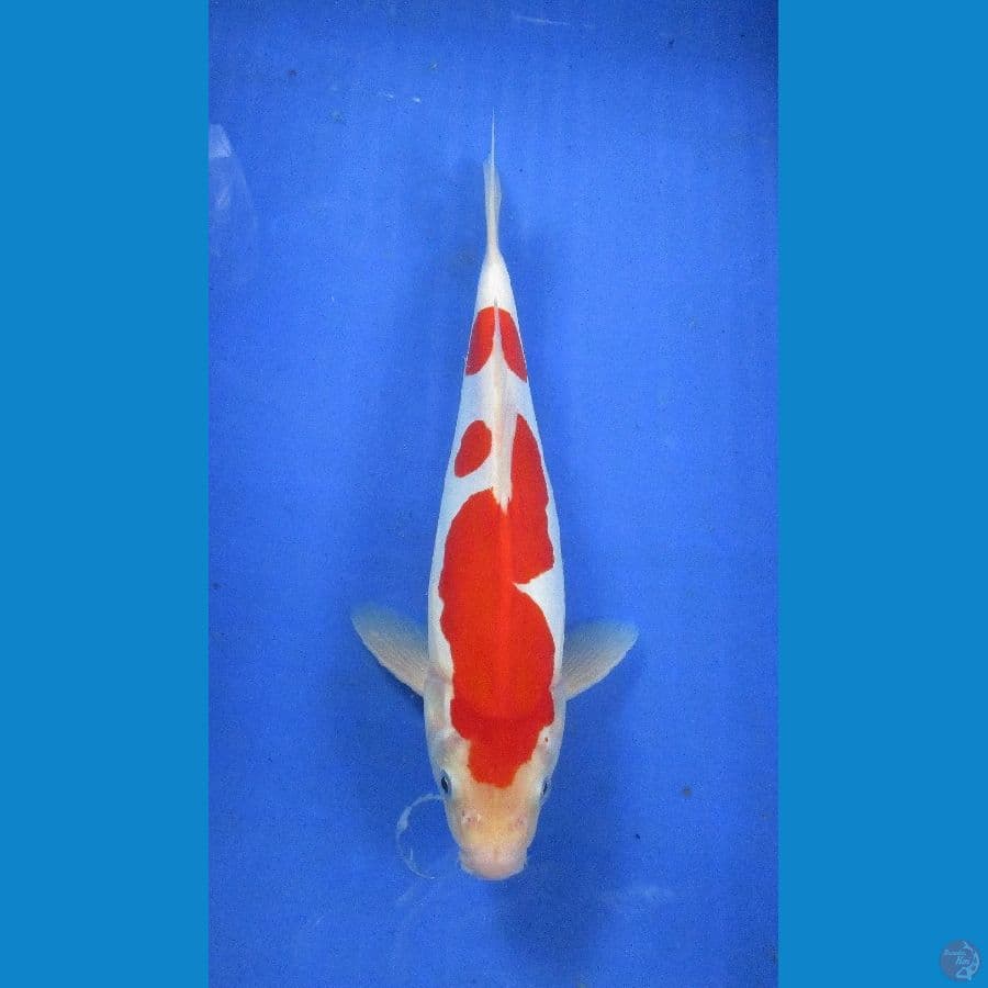 doitsu kohaku ±28cm
