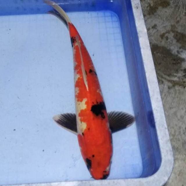 beni strong Showa 41cm
