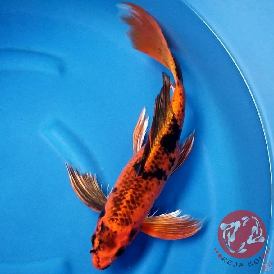 KAGE UTSURI 46 CM