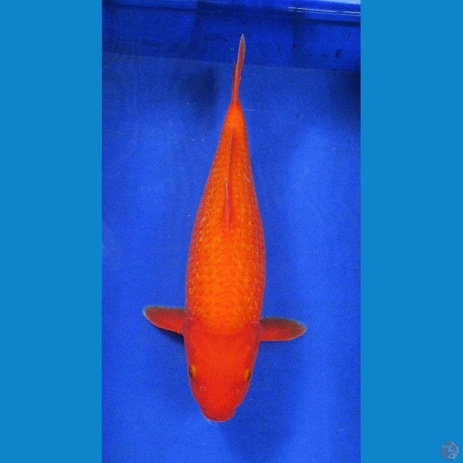 Benigoi ginrin ±40cm
