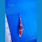 Doitsu murni 17cm 