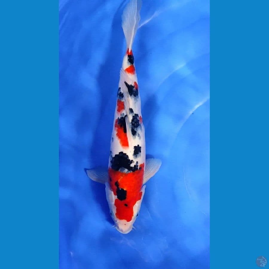 Taisho Sanke.. 37cm.fm