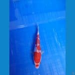 Kohaku Doitsu 16bu