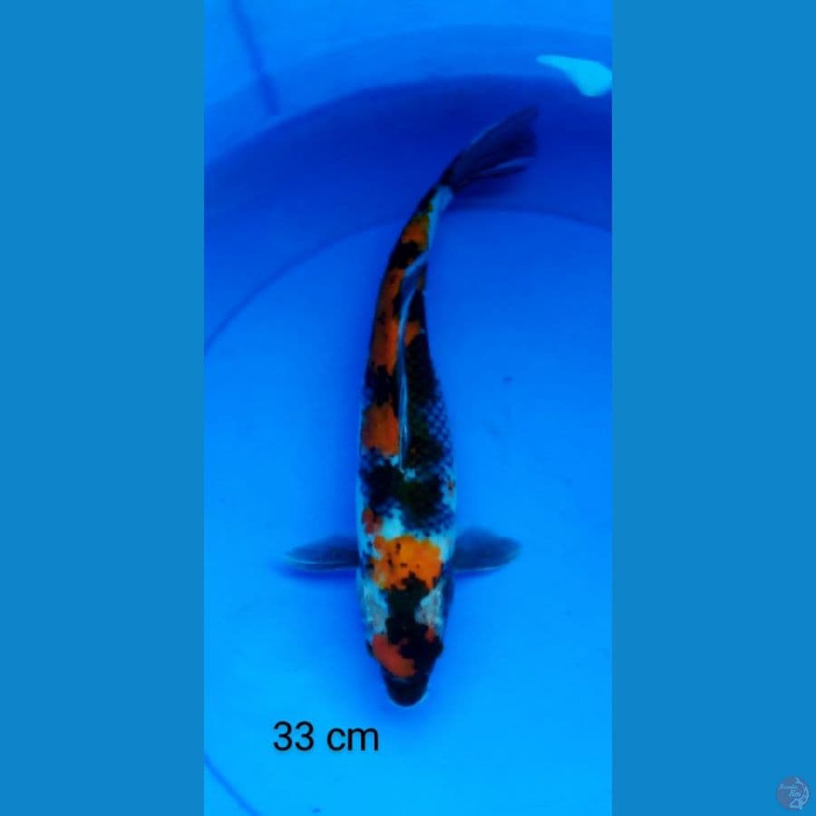 tancho showa joz 33 cm