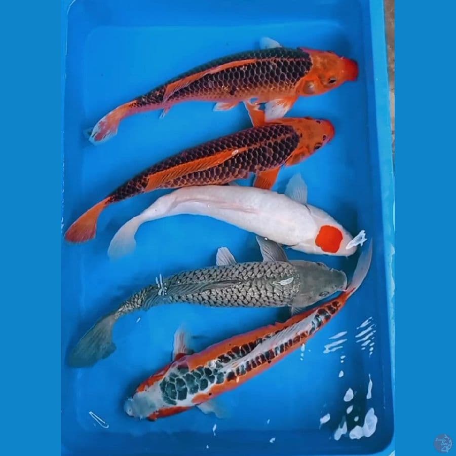 mix 5ekor jozz size 40cm rata rata