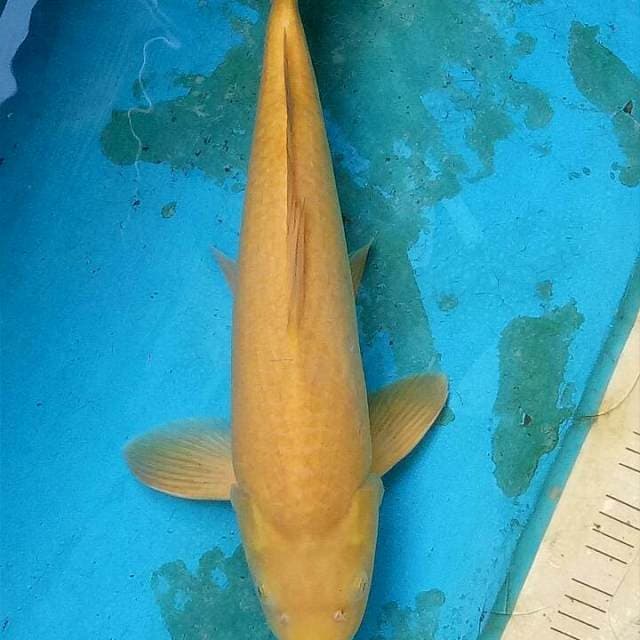 Karashi jumbo jinak