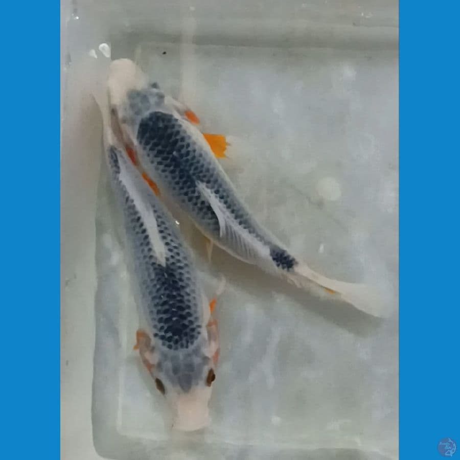 Asagi munuk 20 Bu