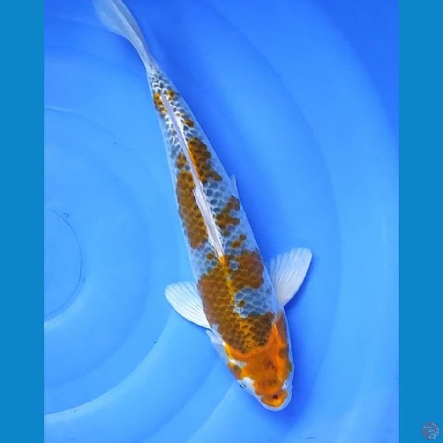 Goshiki.. 37cm.Male