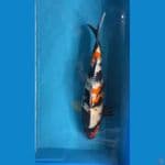 showa ginrin m43cm