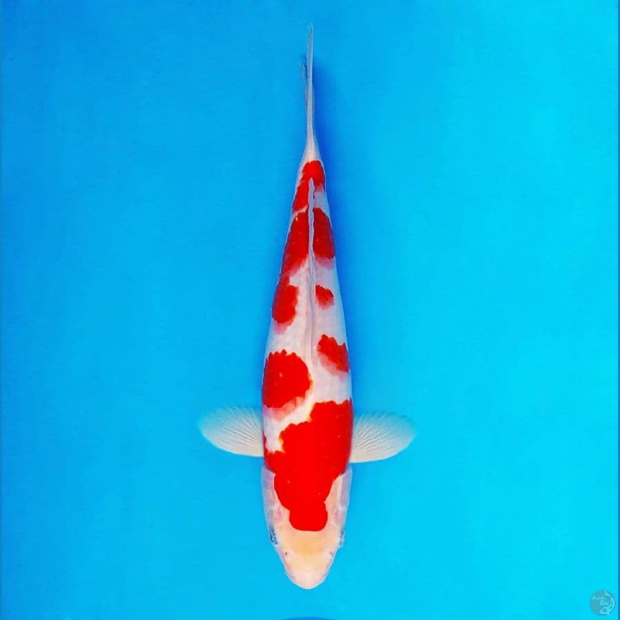 HANAKO 1 - Kohaku 27 cm/male ®